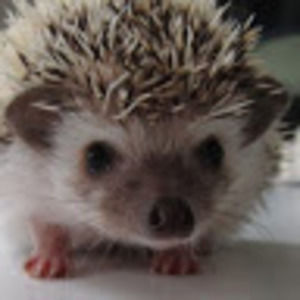 Meet your Posher, Izzy